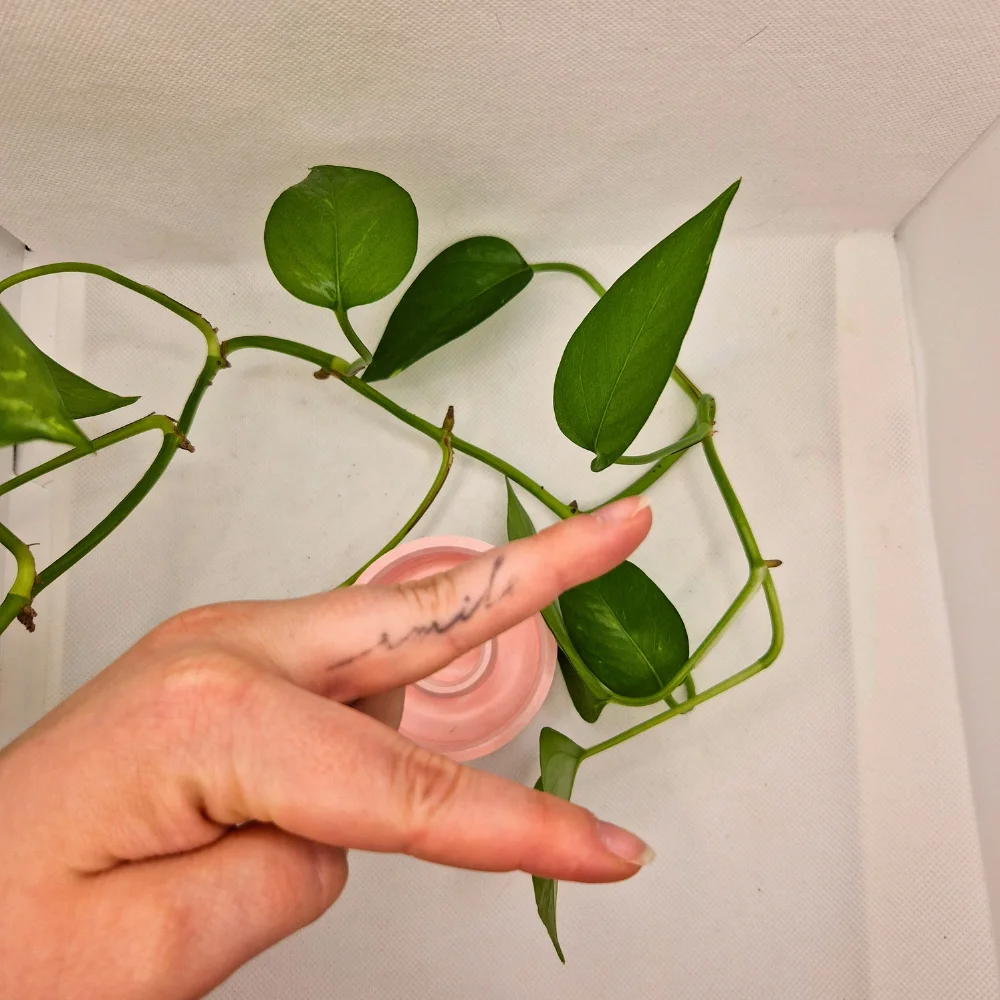 Kerzenständerset Mohnblume – Bild 2