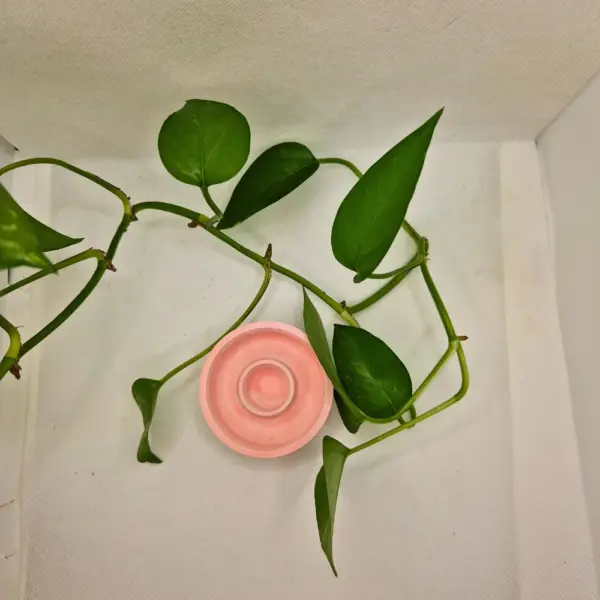 Kerzenständerset Mohnblume – Bild 3