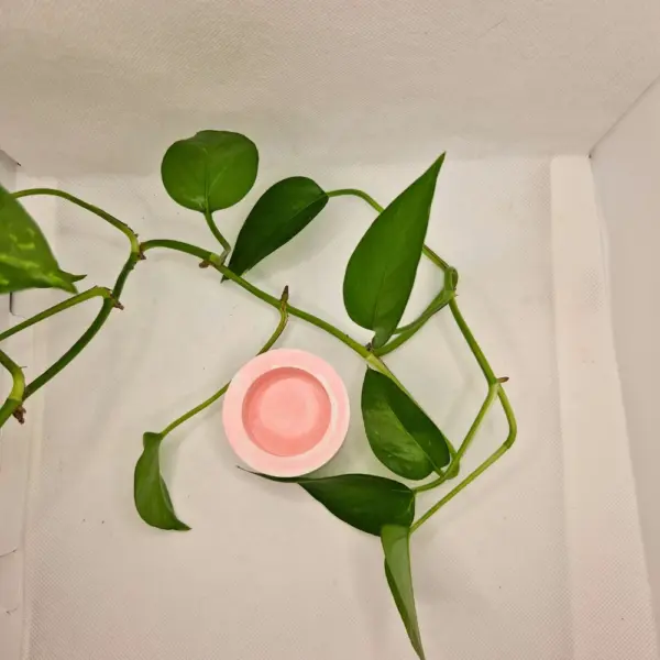 Kerzenständerset Mohnblume – Bild 4
