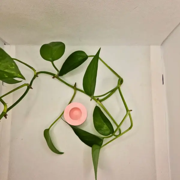 Kerzenständerset Mohnblume – Bild 5